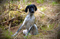 Foundation of stay-hunting dog training guide (PDF in English)
