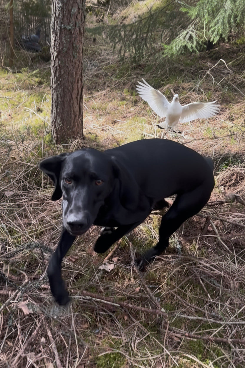 Working Dogs HL – Riistavarma luoksetulo-työkirja (e-kirja)