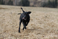 50 Recall Exercises for Gun Dogs (PDF) in english