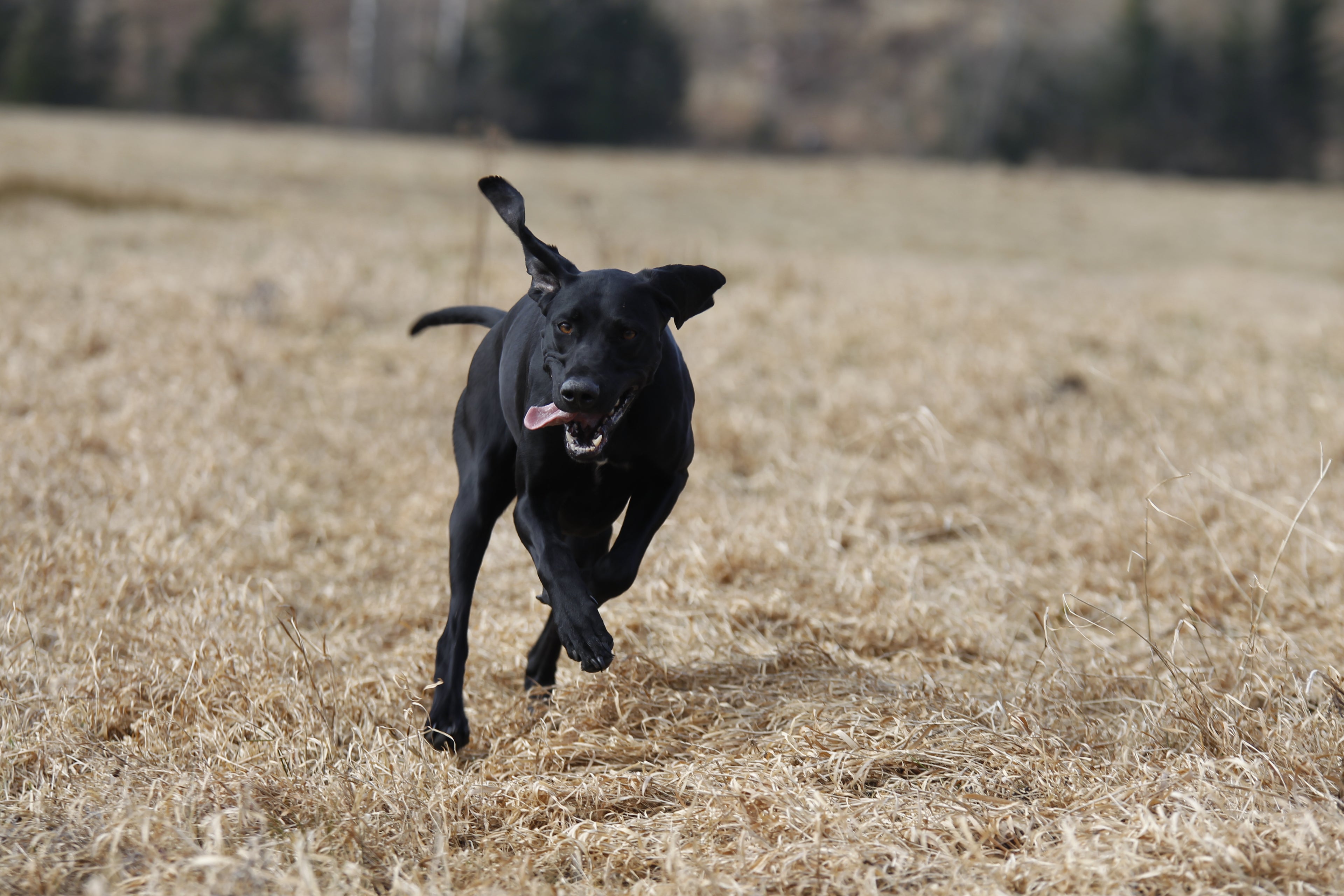 50 Recall Exercises for Gun Dogs (PDF) in english