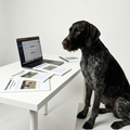 ONLINE koulutus/training