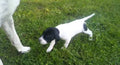 Valmiiksi koulutettu saksanseisoja/ Ready made hunting dog german shorthair pointer