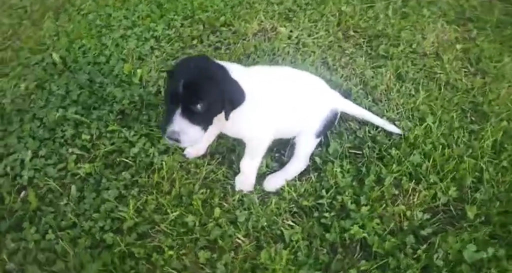 Valmiiksi koulutettu saksanseisoja/ Ready made hunting dog german shorthair pointer